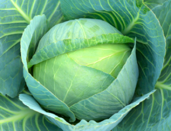 Impressive Health Benefits of Cabbage