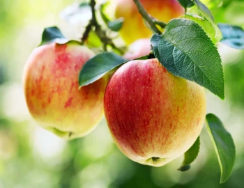 Why Apple Are Ideal and Natural Defense for Smokers