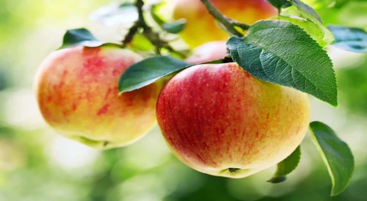 Why Apple Are Ideal and Natural  Defense  for Smokers